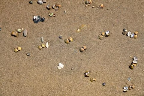 Corbicula fluminea clam shells on a sandy river beach, Asian clam macro Stock Photos