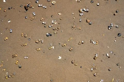 Corbicula fluminea clam shells on a sandy river beach, Asian clam macro Stock Photos