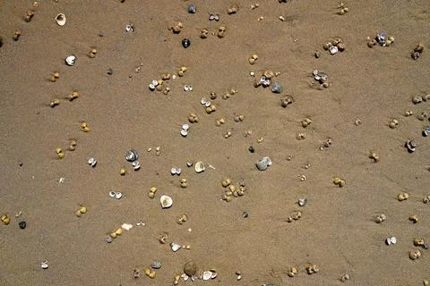 Corbicula fluminea clam shells on a sandy river beach, Asian clam macro Stock Photos