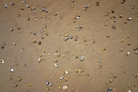 Corbicula fluminea clam shells on a sandy river beach, Asian clam macro Stock Photos