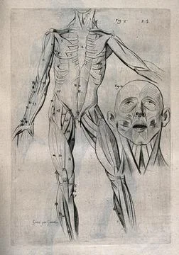 An corch figure, showing the bone structure and muscles of the trunk and li.. Stock Illustration