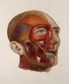 An corch head of a man: three-quarter view, showing the right-hand side of .. Stock Illustration
