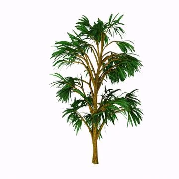 Cordaites borrasifolius Tree Stock Illustration