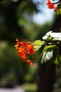 Cordia or eiger tree flower Stock Photos