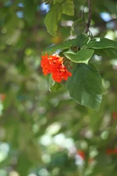 Cordia or eiger tree flower Stock Photos