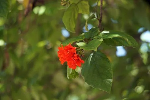 Cordia or eiger tree flower Stock Photos
