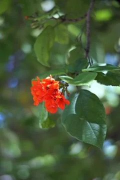 Cordia or eiger tree flower Stock Photos