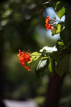 Cordia or eiger tree flower Stock Photos