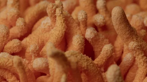 Cordyceps Cluster Macro Texture - Biological Density Detail Vídeos de archivo 331564520