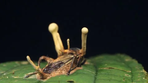 Cordyceps fungus attacking a cricket Stock Footage