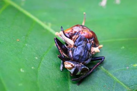 Cordyceps fungus sprouting from an insect in Costa Rica Stock Photos