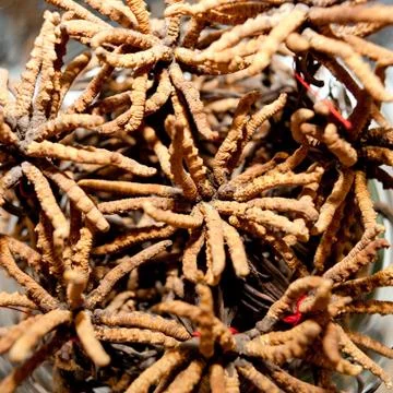 Cordyceps, herbs Stock Photos