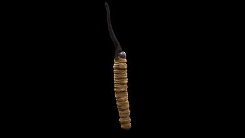 Cordyceps sinensis for editor and composite with Alpha channel. Stock Footage 128586845