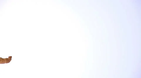 Cordyceps sinensis is horizontal displacement in the white background Stock Footage 66746546