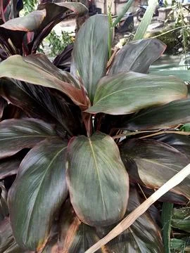 Cordyline Ruby Plant Stock Photos