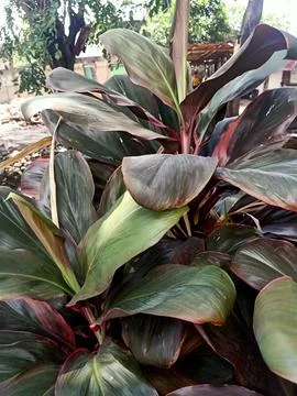 Cordyline Ruby Plant Stock Photos
