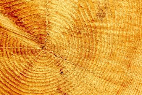 Core of the cut tree, as background Stock Photos