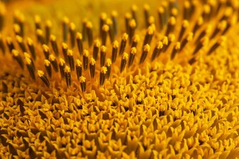 Core of of the flower, texture. Sunflower close-up. Seeds and oil. Flat lay.. 스톡 사진