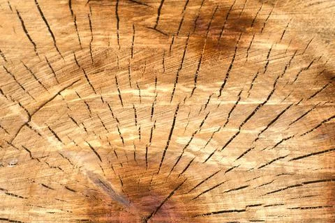The core of a large sawn tree. Closeup Stock Photos