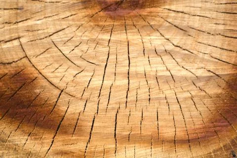 The core of a large sawn tree. Closeup Foto stock