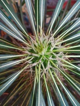 Core of a palm tree from Madagascar Stock Photos