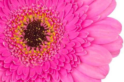 Core of pink gerbera close up macro Stock Photos