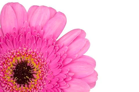 Core of pink gerbera close up macro cornered Stock Photos