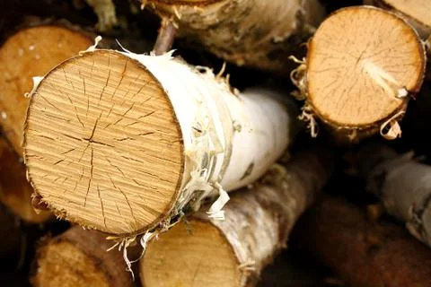 The core is sawn birch, as background Stock Photos