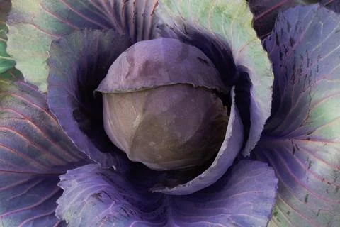Core wild cabbage is characterized by a robust and earthy texture Stock Photos