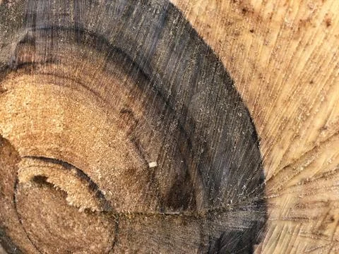 Core wood texture. Top view. beautiful pattern texture of walnut wood. antiqu Stock Photos