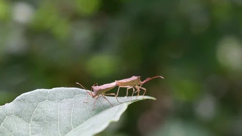 Coreid bug couple moving violently Stock Footage 83164359