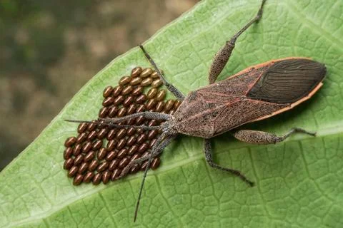 Coreid bug guarding its cluster of eggs on a green leaf Stock Photos