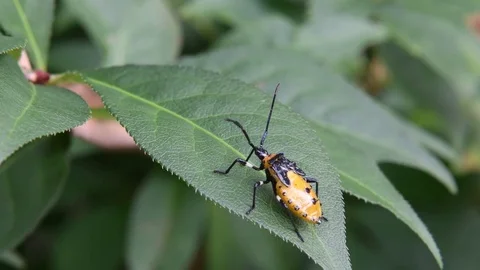 Coreid bug nymph sitting Stock Footage 83374124