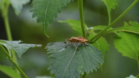 Coreid bug nymph sitting Video stock 83402244