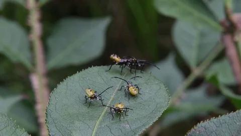 Coreid bug nymphs crawling Video stock 83374275