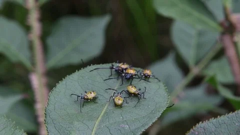 Coreid bug nymphs crawling Stock Footage 83374334