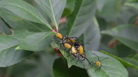 Coreid bug nymphs sitting Stock Footage 83374104