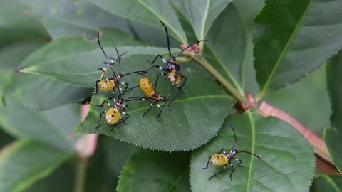 Coreid bug nymphs sitting Stock Footage 83374208