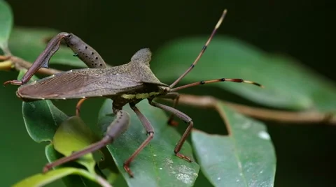 Coreid bug is slowly walking Stock Footage 49623259