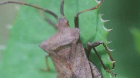 Coreidae bug Stock Footage 53859768