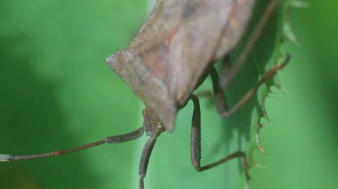 Coreidae bug Stock Footage 53859772