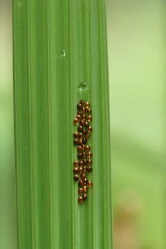 Coreidae eggs Stock Photos