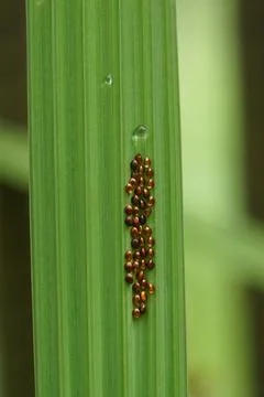 Coreidae eggs Stock Photos