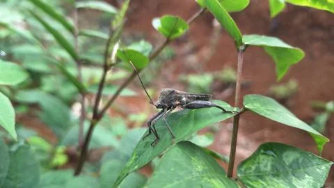 Coreidae perches Stock Photos