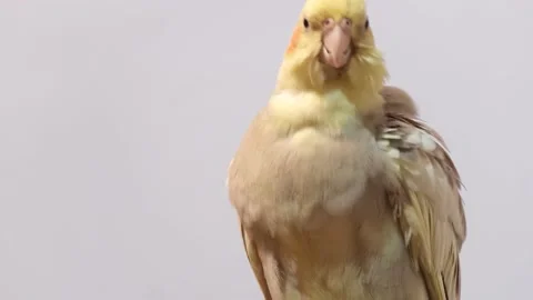 Corel parrot cleans feathers sitting on a branch, Stock Footage 183010918