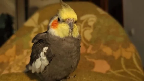 Corella cleans feathers Owner petting parrot Nymph pet scratching head Stock Footage 288439095