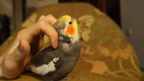Corella cleans feathers Owner petting parrot Nymph pet scratching head Stock Footage 288440110