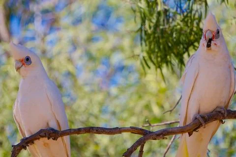 Corella Condamine Stock Photos