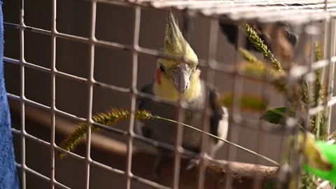 Corella parrot in a cage at home Stock Footage 303146650