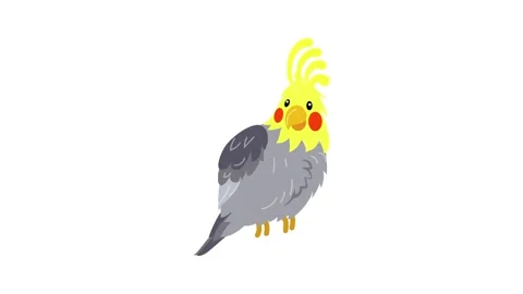 Corella parrot icon animation Video stock 152563979